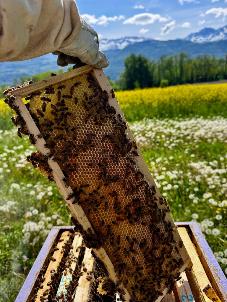 cadre de nectar avec abeilles butineuses