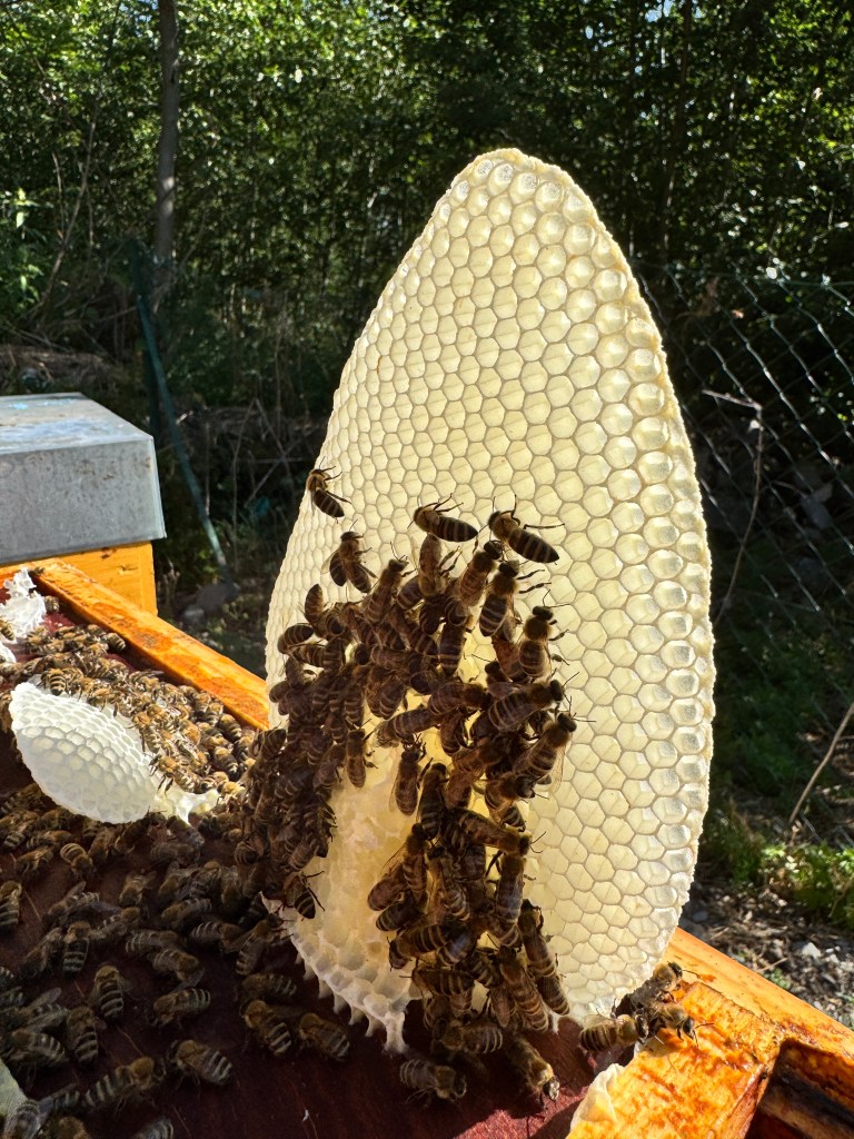cire fraiche dans un nourrisseur, alvéoles, abeilles cirieres.